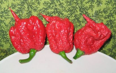 comprar sementes de carolina reaper pimenta mais forte do mundo www sementerara com br 2 7 e1496369016764