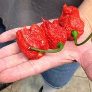 comprar sementes de carolina reaper pimenta mais forte do mundo www sementerara com br 2 8 e1496368984216