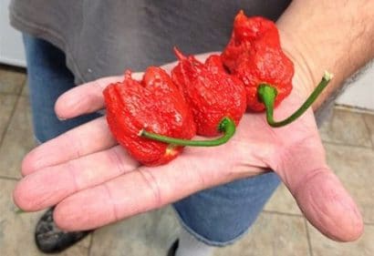 comprar sementes de carolina reaper pimenta mais forte do mundo www sementerara com br 2 8 e1496368984216