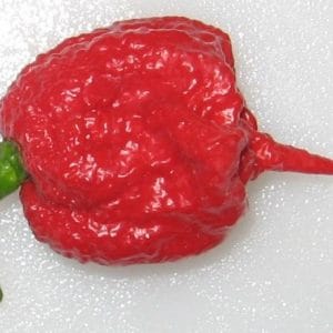 comprar sementes de carolina reaper pimenta mais forte do mundo www sementerara com br 2 9 e1494730222928