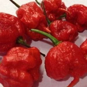 comprar sementes de carolina reaper pimenta mais forte do mundo www sementerara com br 2 e1496369157103