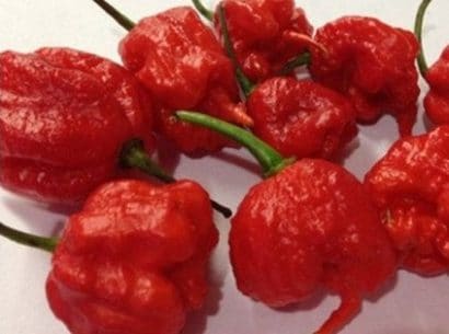 comprar sementes de carolina reaper pimenta mais forte do mundo www sementerara com br 2 e1496369157103