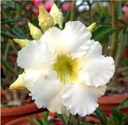 comprar sementes de rosa do deserto adenium 2 11 e1496340400402