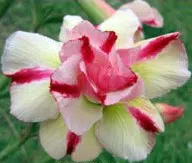comprar sementes de rosa do deserto adenium 2 14 e1496345634364