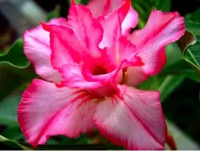 comprar sementes de rosa do deserto adenium 2 15 e1496339844630