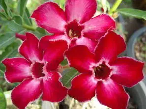 comprar sementes de rosa do deserto adenium 2 16 e1496339915296