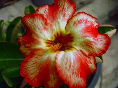 comprar sementes de rosa do deserto adenium 2 17 e1496339934739