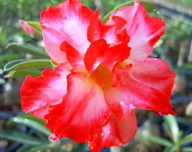 comprar sementes de rosa do deserto adenium 2 19 e1496340217295