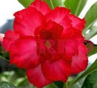 Comprar Sementes de Rosa do Deserto (Adenium)