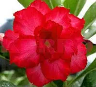 comprar sementes de rosa do deserto adenium 2 20 e1496340377105