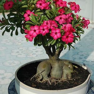 Comprar Sementes de Rosa do Deserto (Adenium)