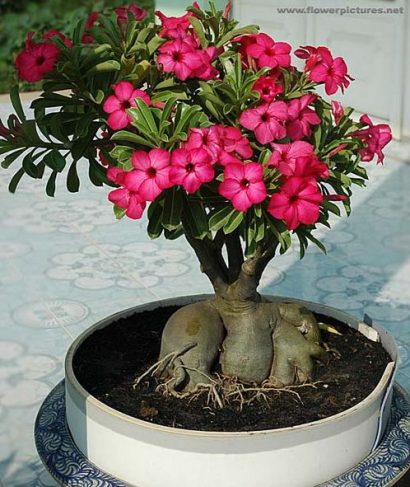 comprar sementes de rosa do deserto adenium 2 3 e1496340577523