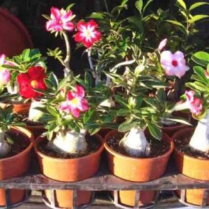 comprar sementes de rosa do deserto adenium 2 4 e1496340608340