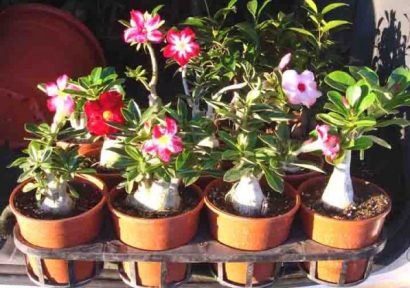 comprar sementes de rosa do deserto adenium 2 4 e1496340608340