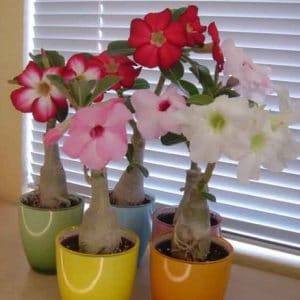 comprar sementes de rosa do deserto adenium 2 5 e1496340638949