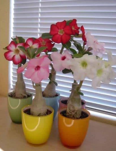 comprar sementes de rosa do deserto adenium 2 5 e1496340638949