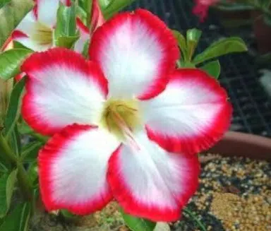 comprar sementes de rosa do deserto adenium 2 7 e1496340676998