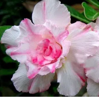 comprar sementes de rosa do deserto adenium 2 8 e1496340704680