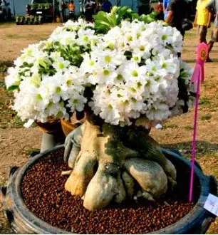 comprar sementes de rosa do deserto adenium 2 e1496340510604