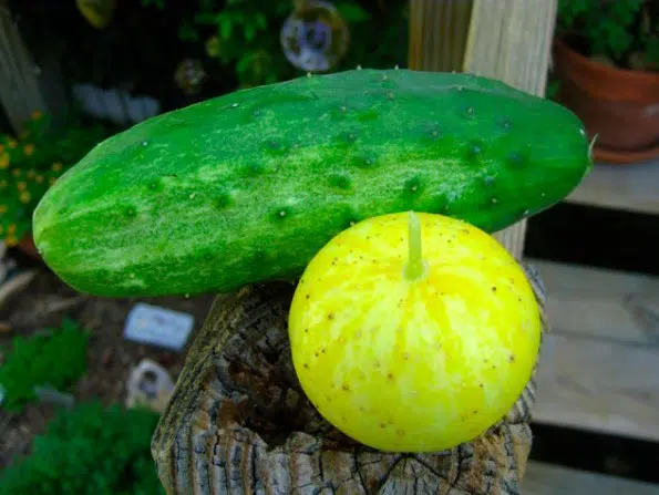 comprar sementes pepino limao lemon 2 12 e1496365167780