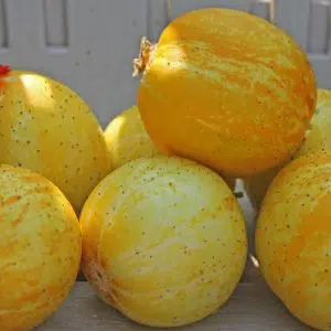 comprar sementes pepino limao lemon 2 2 e1496365367633