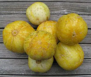 comprar sementes pepino limao lemon 2 4 e1496365554161