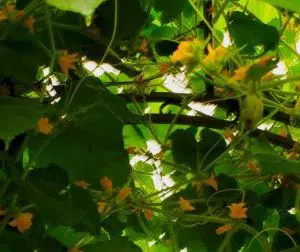 comprar sementes pepino limao lemon 2 6 e1496365252306