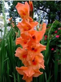 gladiolo coral peter pears 6 bulbos 2 2 e1496341098496