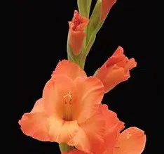 gladiolo coral peter pears 6 bulbos 2 3 e1496341058646