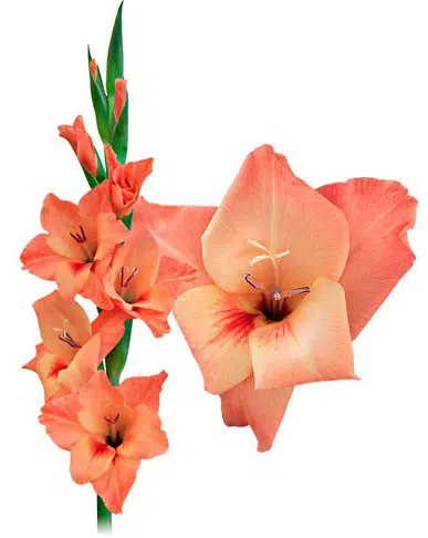 gladiolo coral peter pears 6 bulbos 2 4 e1496341028880
