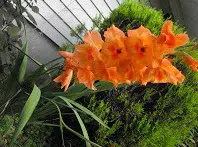 gladiolo coral peter pears 6 bulbos 2 6 e1496340976217