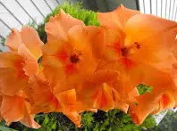 gladiolo coral peter pears 6 bulbos 2 7 e1496340952676