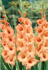 gladiolo coral peter pears 6 bulbos 2 8 e1496340906583