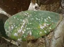 oleo de neem inseticida natural 20ml dimy 2 2 e1496344236499