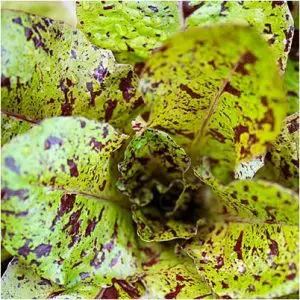 sementes alface rajada freckles 8930 e1496344561971