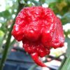 sementes de carolina reaper pimenta mais forte do mundo www sementerara com br 8288 e1494702635439