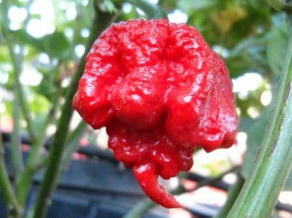 sementes de carolina reaper pimenta mais forte do mundo www sementerara com br 8288 e1494702635439