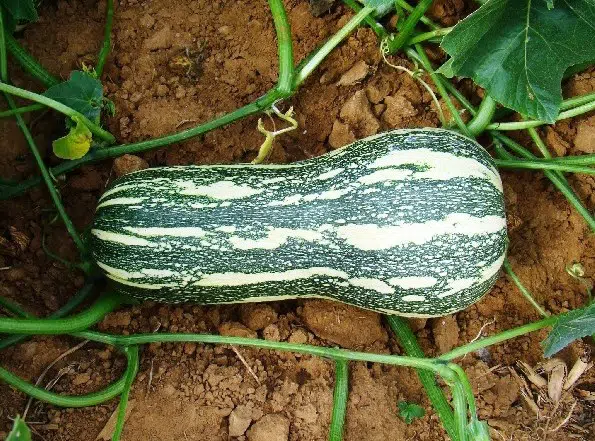 compra de sementes abobora paulista 9779 e1496362126660