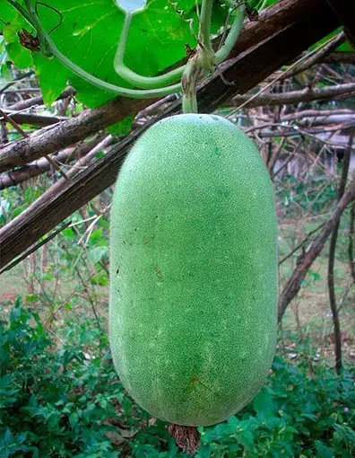 comprar sementes abobora d agua 2 3 e1496362510321