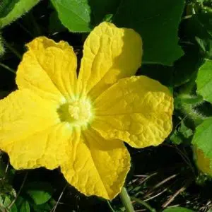 comprar sementes abobora d agua 2 7 e1496362409617