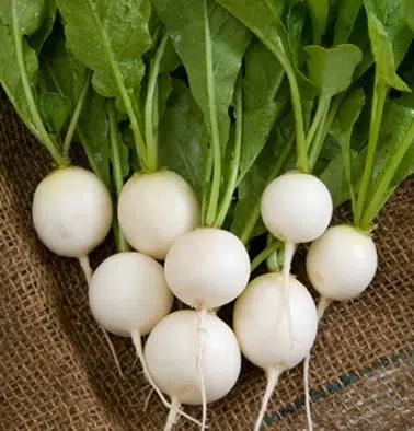 comprar sementes de rabanete branco 2 2 e1496364380754