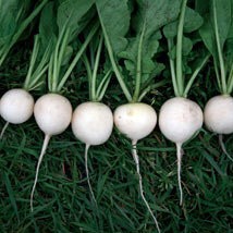 comprar sementes de rabanete branco 2 3 e1496364357841