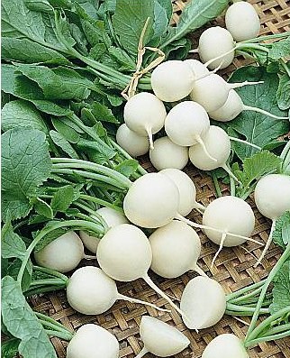 comprar sementes de rabanete branco 2 7 e1496364248824