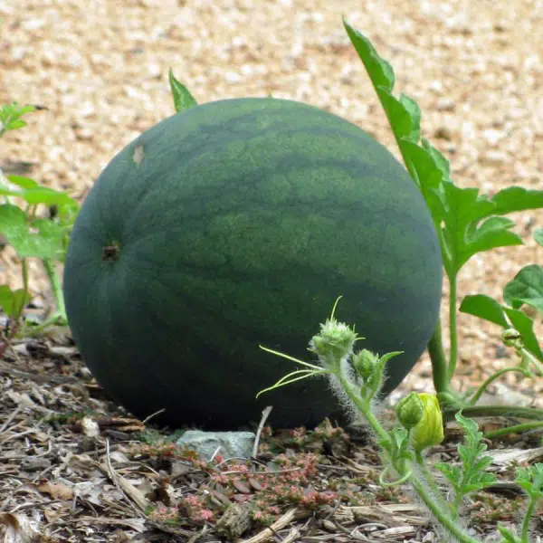 compre melancia sugar baby 2 14