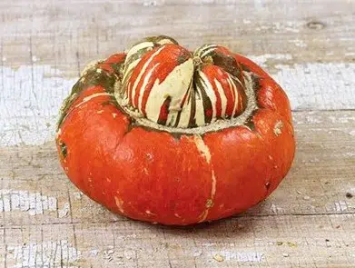 sementes de abobora turbante turca abobora chapeu mexicano 2 14 e1496327715611