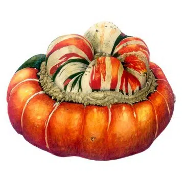 sementes de abobora turbante turca abobora chapeu mexicano 2 16 e1496327763344