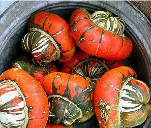 sementes de abobora turbante turca abobora chapeu mexicano 2 19 e1496327800139