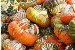 sementes de abobora turbante turca abobora chapeu mexicano 2 4 e1496343364489