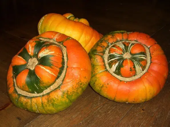 sementes de abobora turbante turca abobora chapeu mexicano 2 5 e1496343401413