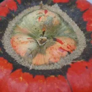 sementes de abobora turbante turca abobora chapeu mexicano 2 7 e1496362066398